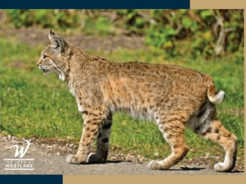 bobcat
